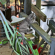 Sphynx is registered to the contest to win money with this photo: cat, bicycle, outdoor, relaxed, sunlight, wooden_fence, vintage, gray_cat, green_bicycle, animal, pet, resting, fence, seat, nature, daylight, two_cats, metal, leisure, domestic_animal