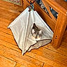 Sphynx is registered to the contest to win money with this photo: cat, indoor, wooden_floor, teepee_tent, furniture, chair, floor, pet, animal, curious, cozy, fabric, tent, domestic, looking, portrait, home, cute, resting, small_space