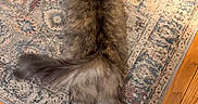 Sphynx joined the competition — help win amazing prizes! cat, fluffy, fur, rug, patterned_rug, wooden_floor, pet, animal, relaxed, stretching, tail, legs, indoors, home, mammal, cute, feline, domestic_cat, laying, resting