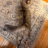 cat, fluffy, fur, rug, patterned_rug, wooden_floor, pet, animal, relaxed, stretching, tail, legs, indoors, home, mammal, cute, feline, domestic_cat, laying, resting