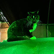 Oreo is registered to the contest to win money with this photo: cat, tuxedo_cat, night, green_light, outdoor, animal, pet, whiskers, feline, dark, garage, tree, alert, sitting, fur, mysterious, shadow, closeup, portrait, urban