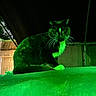 cat, tuxedo_cat, night, green_light, outdoor, animal, pet, whiskers, feline, dark, garage, tree, alert, sitting, fur, mysterious, shadow, closeup, portrait, urban