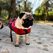 Franck a rejoint le concours — aidez-le/la à gagner de superbes lots ! dog, pug, pet, animal, outdoor, life_jacket, red, stone_path, blurred_background, sunlight, trees, canine, portrait, standing, fur, small_dog, nature, closeup, daylight, cute