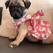 Suzy a rejoint le concours — aidez-le/la à gagner de superbes lots ! pug, puppy, dog, pet, animal, cute, dress, pink, daisy_pattern, sitting, indoor, closeup, fur, small, adorable, face, ears, paw, background, soft