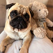 Simon a rejoint le concours — aidez-le/la à gagner de superbes lots ! pug, dog, animal, pet, cushion, plush_toy, teddy_bear, indoor, sofa, close_up, brown, cute, fur, face, portrait, relaxing, domestic_animal, companion, cozy, home