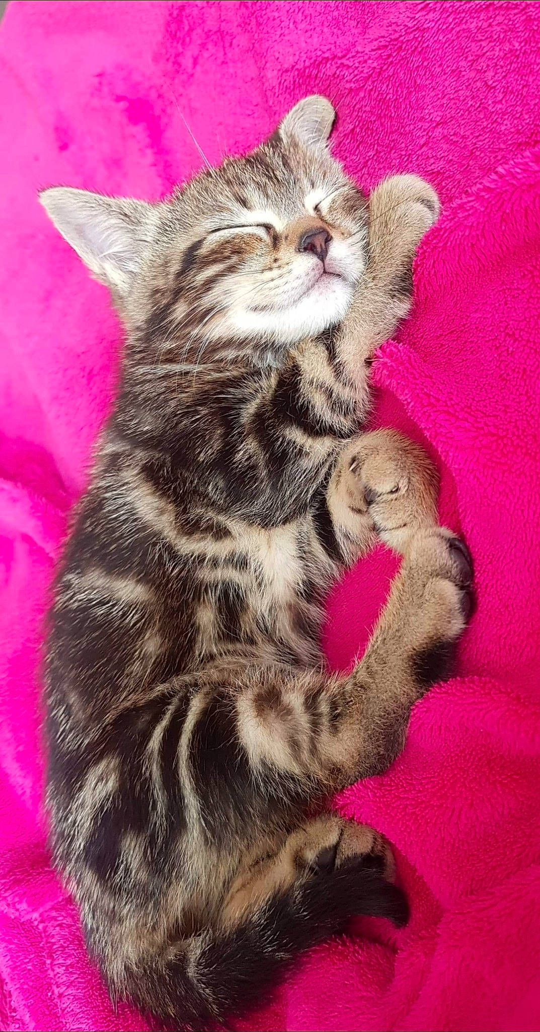 Roma a rejoint le concours — aidez-le/la à gagner de superbes lots ! carnivore, cat, claw, close_up, curious, domestic_short_haired_cat, felidae, foot, fur, magenta, nail, paw, photography, pink, sitting, small_to_medium_sized_cats, snout, tail, terrestrial_animal, whiskers
