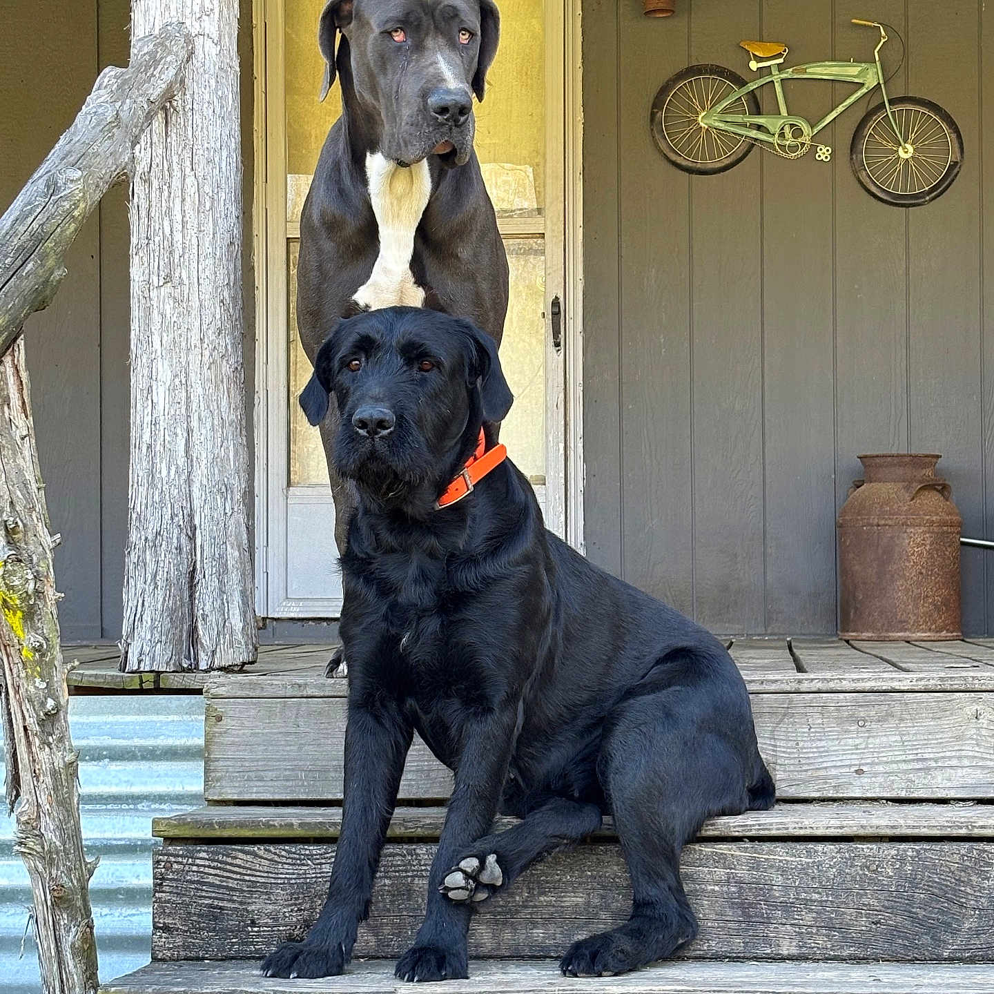 Bailee joined the competition — help win amazing prizes! animal, architecture, bicycle, building, canine, dog, house, housing, labradorretriever, machine, pet, pointer, porch, pottery, puppy, staircase, transportation, vehicle, wheel, wood