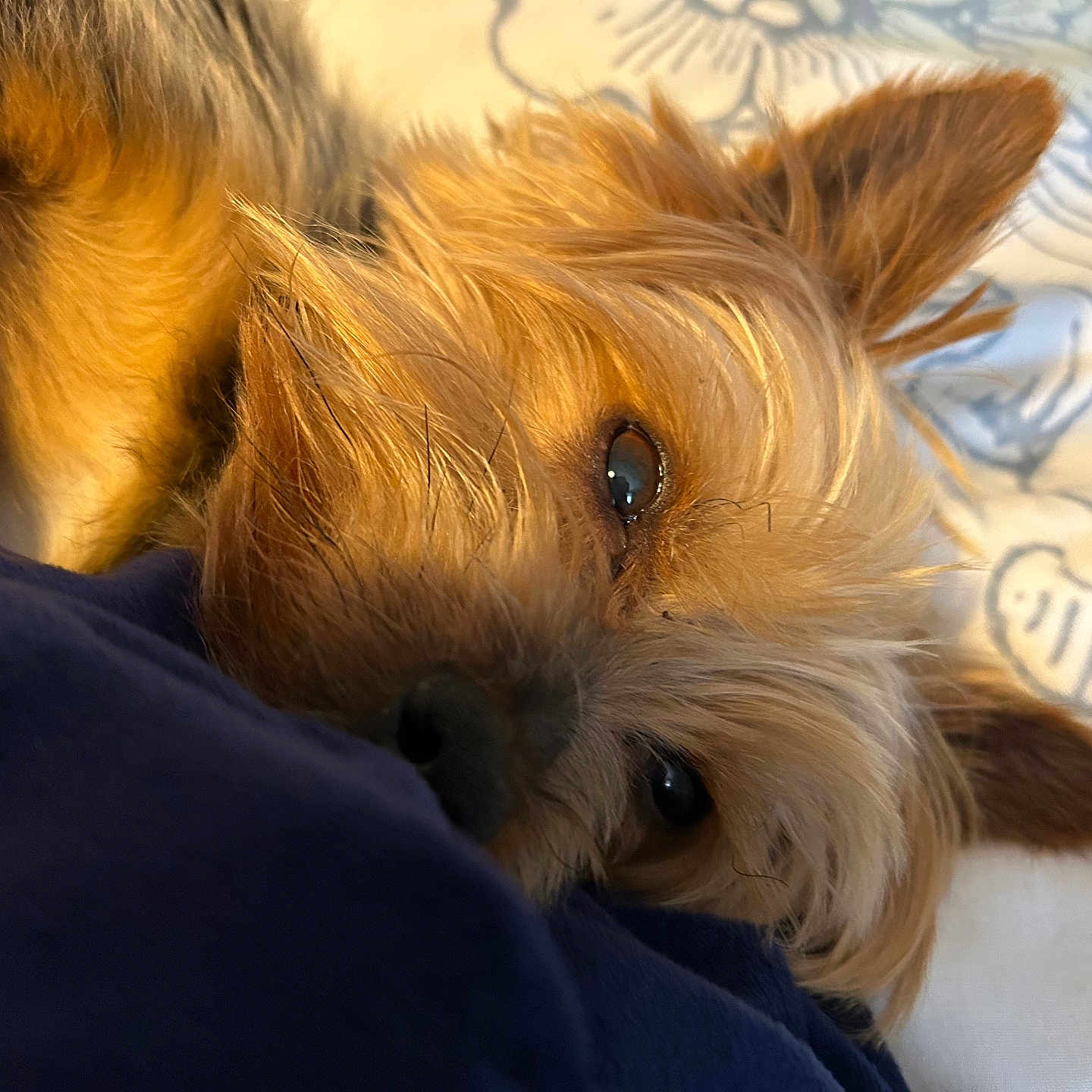 Milo