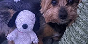 Milo is registered to the contest to win money with this photo: black, brown, comfort, couch, cozy, cute, dog, fur, home, indoor, pet, pillow, plush, relaxing, resting, small_dog, snuggling, stuffed_toy, texture, toy