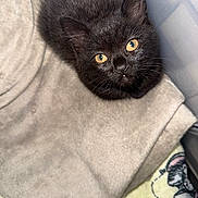 Winnie is registered to the contest to win money with this photo: animal, black_cat, blanket, close_up, cozy, curious, cute, domestic_cat, feline, fur, indoor, kitten, looking_up, pet, resting, small_animal, soft_texture, whiskers, yellow_eyes, young_cat