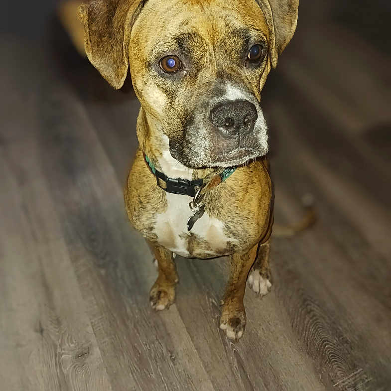 Harley