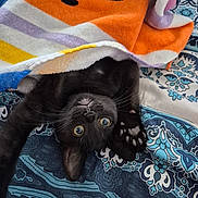 Onyx is registered to the contest to win money with this photo: bedspread, black_cat, blue, cat, colorful, cozy, curious_eyes, feline, indoor, orange, patterned_fabric, paw, pet, playful, purple, resting, striped_towel, towel, upside_down, whiskers