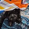 bedspread, black_cat, blue, cat, colorful, cozy, curious_eyes, feline, indoor, orange, patterned_fabric, paw, pet, playful, purple, resting, striped_towel, towel, upside_down, whiskers