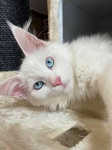 Raja participe au concours pour gagner de l'argent avec cette photo : carnivore, cat, claw, comfort, domestic_short_haired_cat, fawn, felidae, fur, paw, small_to_medium_sized_cats, tail, whiskers