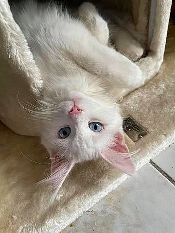 Raja a rejoint le concours — aidez-le/la à gagner de superbes lots ! carnivore, cat, claw, fawn, felidae, flooring, fur, iris, paw, photo_caption, small_to_medium_sized_cats, snout, tail, whiskers