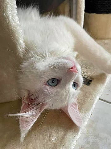 Raja a rejoint le concours — aidez-le/la à gagner de superbes lots ! carnivore, cat, domestic_short_haired_cat, ear, fawn, felidae, fur, paw, small_to_medium_sized_cats, snout, whiskers