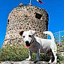 River a rejoint le concours — aidez-le/la à gagner de superbes lots ! dog, white_dog, wildflowers, rock, stone_tower, flag, blue_sky, outdoor, sunny, happy_dog, tongue_out, grass, nature, fence, daylight, pet, animal, portrait, standing, playful