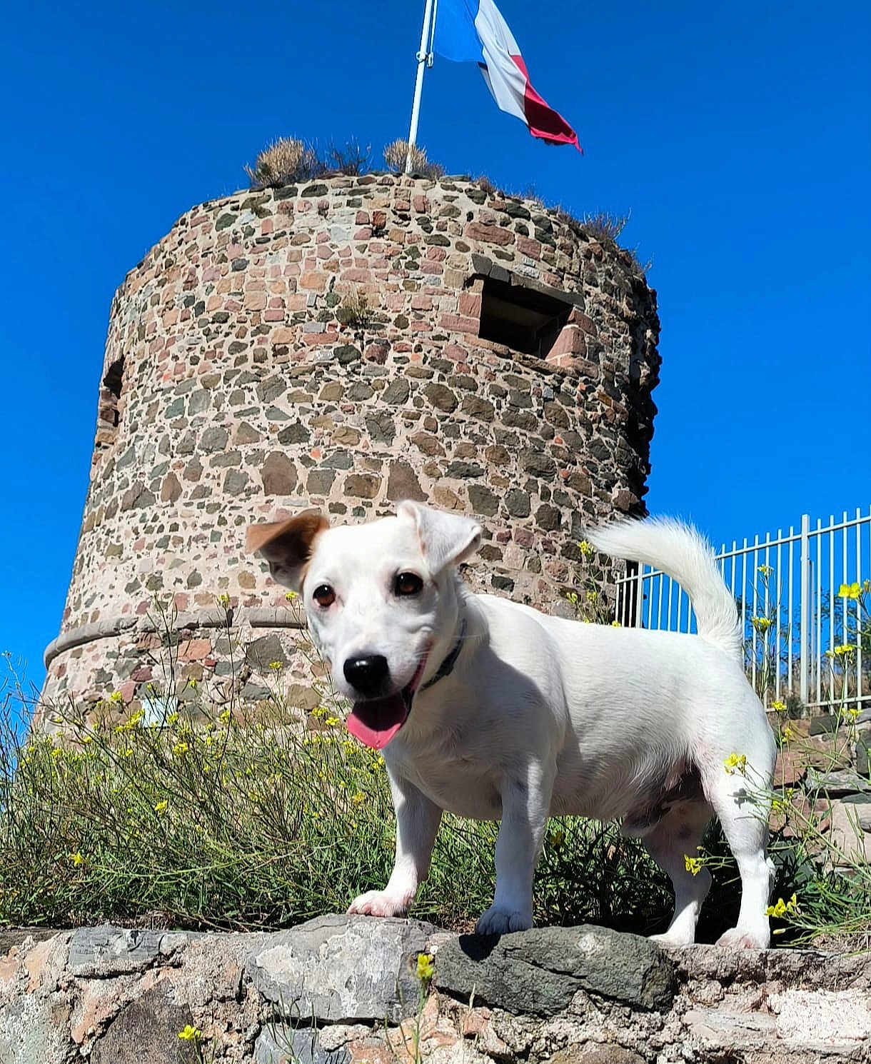 River a rejoint le concours — aidez-le/la à gagner de superbes lots ! dog, white_dog, wildflowers, rock, stone_tower, flag, blue_sky, outdoor, sunny, happy_dog, tongue_out, grass, nature, fence, daylight, pet, animal, portrait, standing, playful