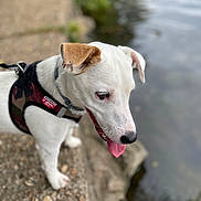 River a rejoint le concours — aidez-le/la à gagner de superbes lots ! animal, brown_ear, canine, closeup, curious, daylight, dog, exploring, harness, leash, nature, outdoor, pet, rocky_path, side_view, tongue_out, walking, water, white_dog, young_dog
