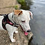 dog, white_dog, brown_ear, tongue_out, leash, harness, water, rocky_path, outdoor, pet, curious, canine, nature, side_view, daylight, animal, closeup, walking, young_dog, exploring