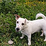 dog, white_dog, grass, greenery, yellow_flowers, outdoor, pet, animal, canine, nature, playful, happy, ears, tail, fence, field, summer, daylight, curious, friendly
