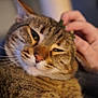 cat, tabby, pet, hand, close_up, feline, whiskers, fur, domestic_animal, relaxed, animal, face, portrait, indoor, cute, mammal, friendly, companionship, comfort, touch