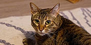 May joined the competition — help win amazing prizes! animal, carpet, cat, closeup, curious, cute, domestic, ears, feline, floor, fur, indoor, mammal, pet, portrait, relaxed, resting, tabby, whiskers, yellow_eyes