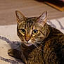 cat, tabby, animal, pet, indoor, whiskers, fur, yellow_eyes, mammal, cute, feline, resting, carpet, floor, closeup, portrait, domestic, curious, ears, relaxed
