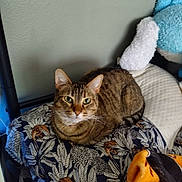 May is registered to the contest to win money with this photo: cat, tabby, pet, indoor, cushion, patterned, green_eyes, fur, whiskers, cozy, stuffed_animal, bedspread, quilted, resting, looking, animal, domestic, cute, feline, home