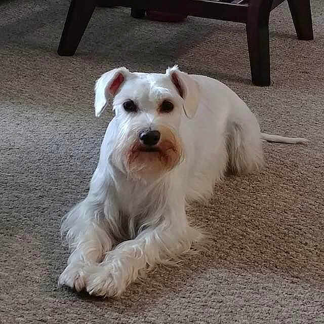Princess joined the competition — help win amazing prizes! animal, ball, canine, chair, couch, dog, eskimodog, football, furniture, homedecor, indoors, pet, puppy, soccer, soccerball, sport, tennis, terrier, white, whitedog