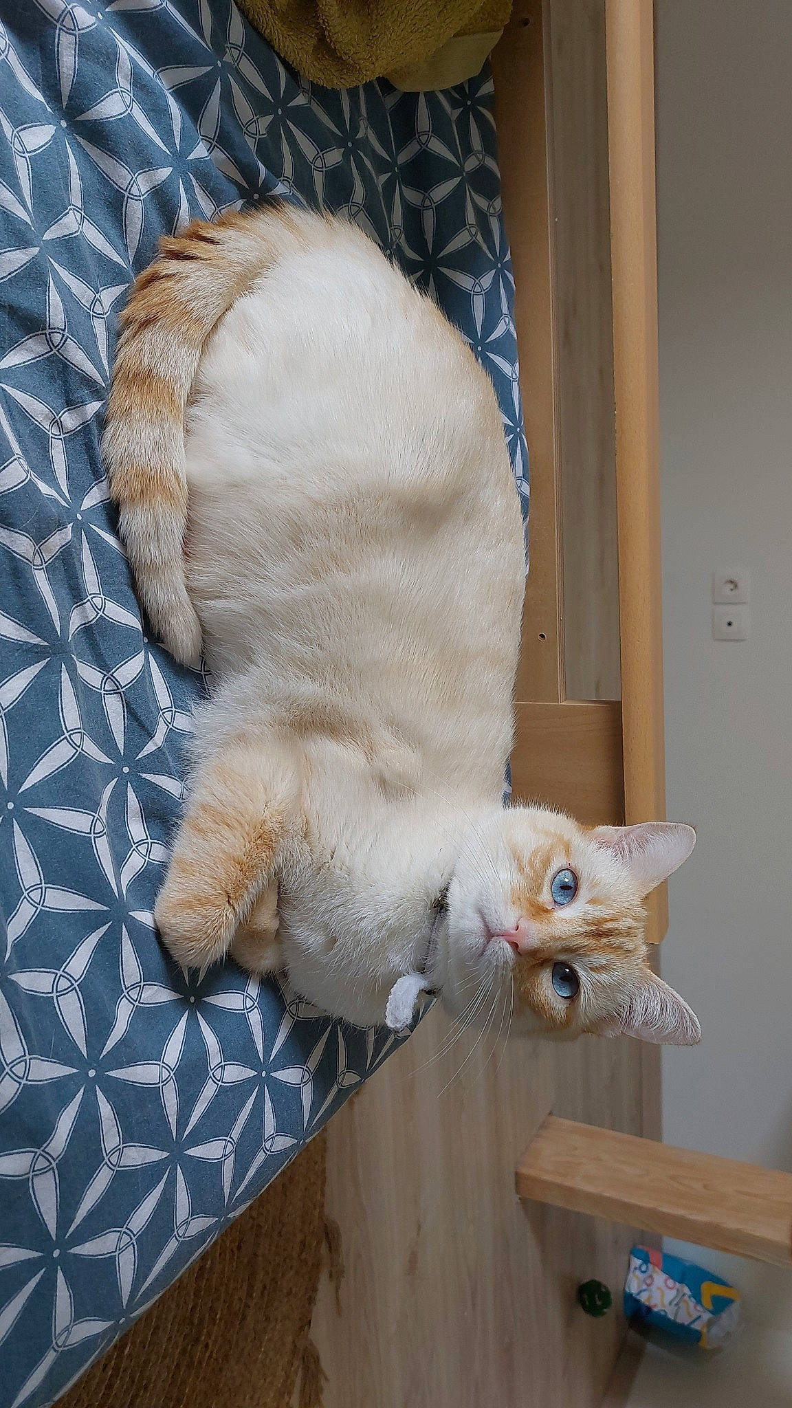 Cartouche a rejoint le concours — aidez-le/la à gagner de superbes lots ! carnivore, cat, cat_supply, claw, comfort, domestic_short_haired_cat, fawn, felidae, fur, linens, nap, paw, pet_supply, room, small_to_medium_sized_cats, snout, tail, whiskers, wood