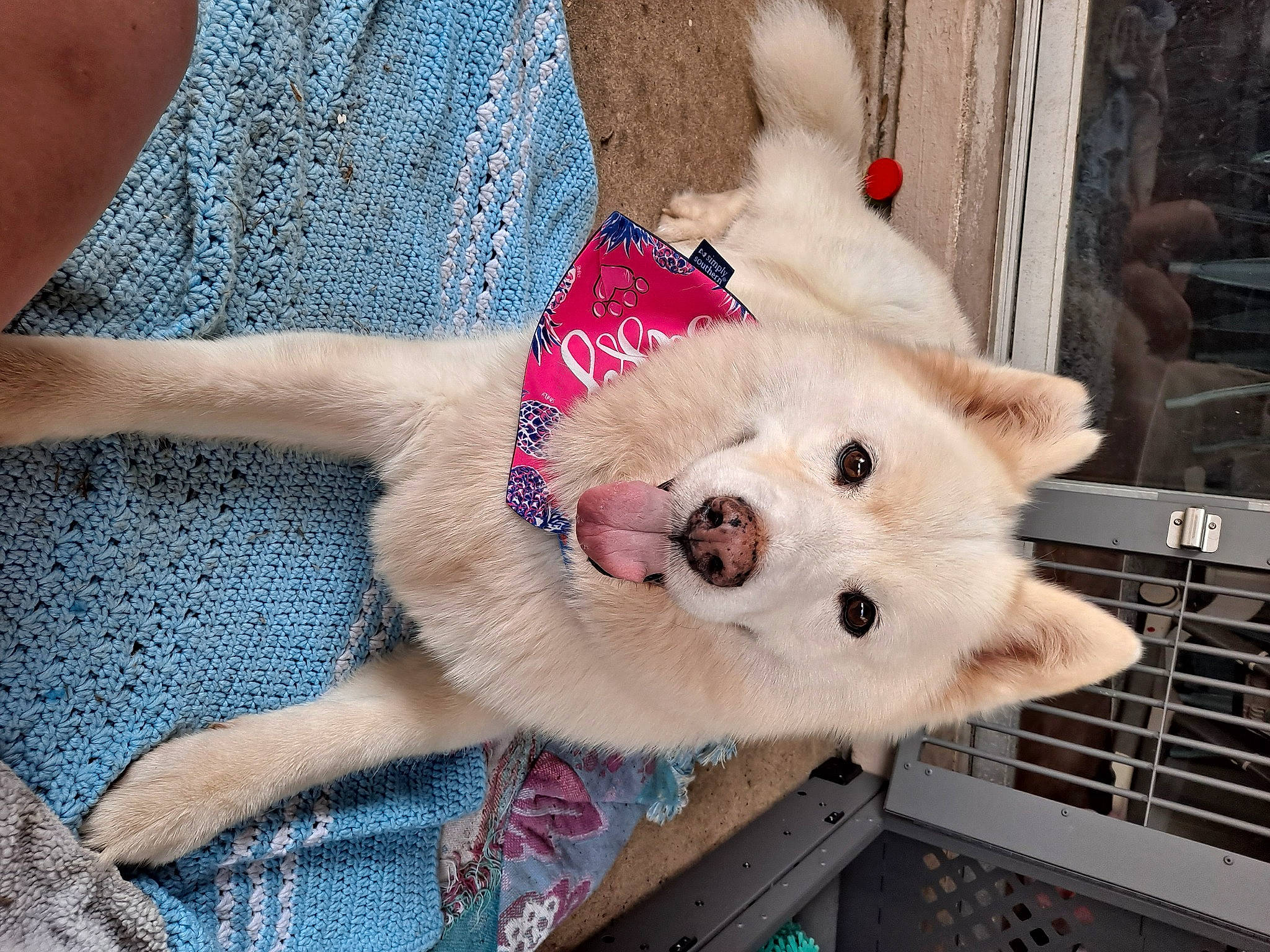 Marshmallow joined the competition — help win amazing prizes! carnivore, collar, companion_dog, dog, dog_breed, dog_supply, fawn, foot, fur, human_leg, pet_supply, puppy_love, snout, spitz, sporting_group, stuffed_toy, toy, toy_dog, volpino_italiano, working_animal