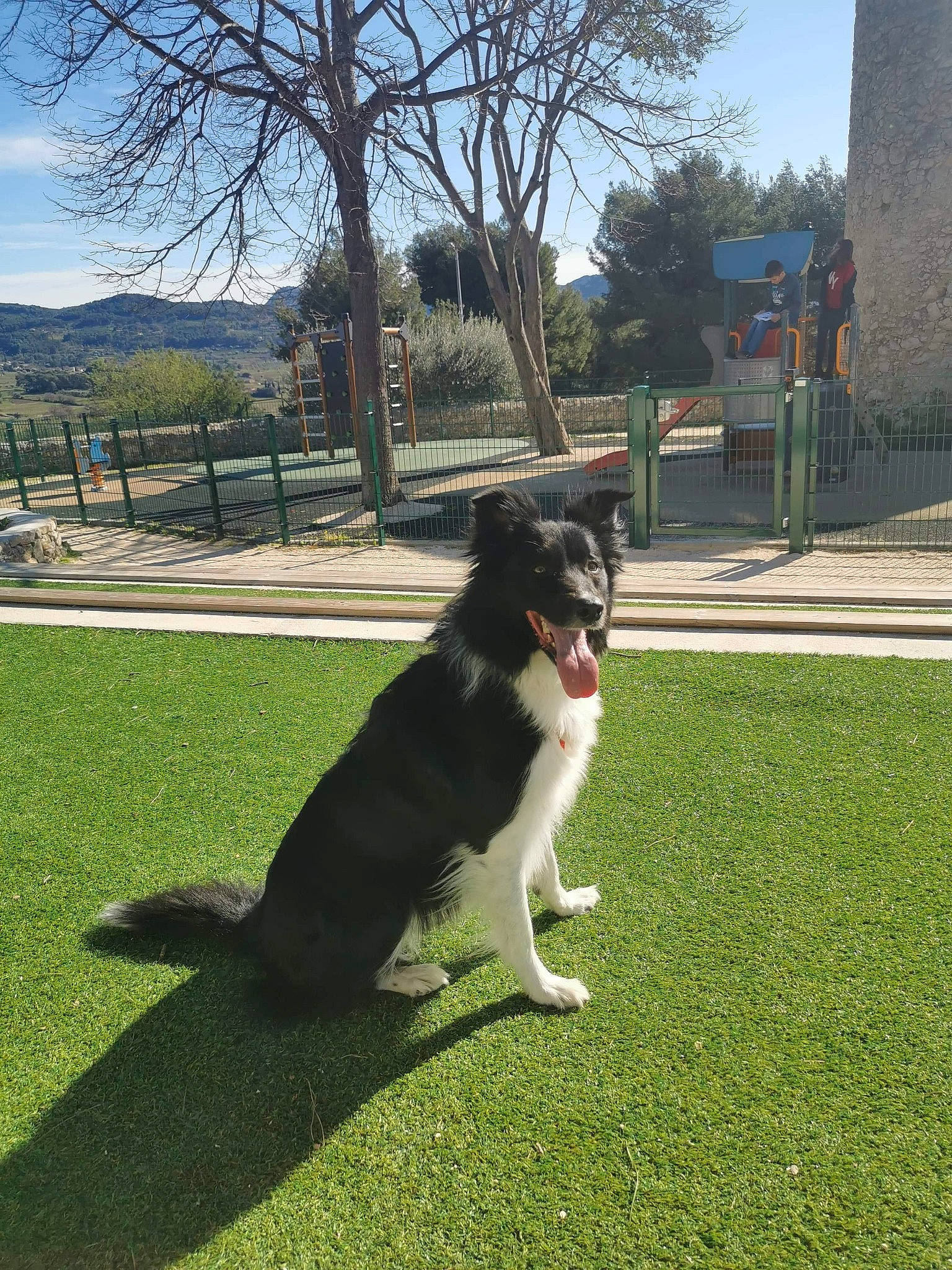 Windy a rejoint le concours — aidez-le/la à gagner de superbes lots ! border_collie, canidae, carnivore, companion_dog, dog, dog_breed, english_shepherd, grass, herding_dog, karelian_bear_dog, lapponian_herder, lawn, mammal, obedience_training, sporting_group, stabyhoun, tail, tree, vertebrate, working_dog