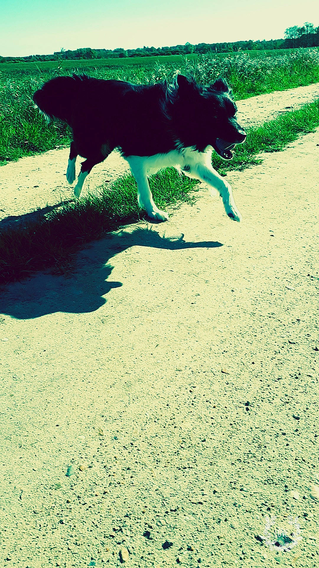 Windy participe au concours pour gagner de l'argent avec cette photo : border_collie, canidae, carnivore, dog, dog_breed, grass, green, lawn, shadow, soil, sporting_group, tail, tree
