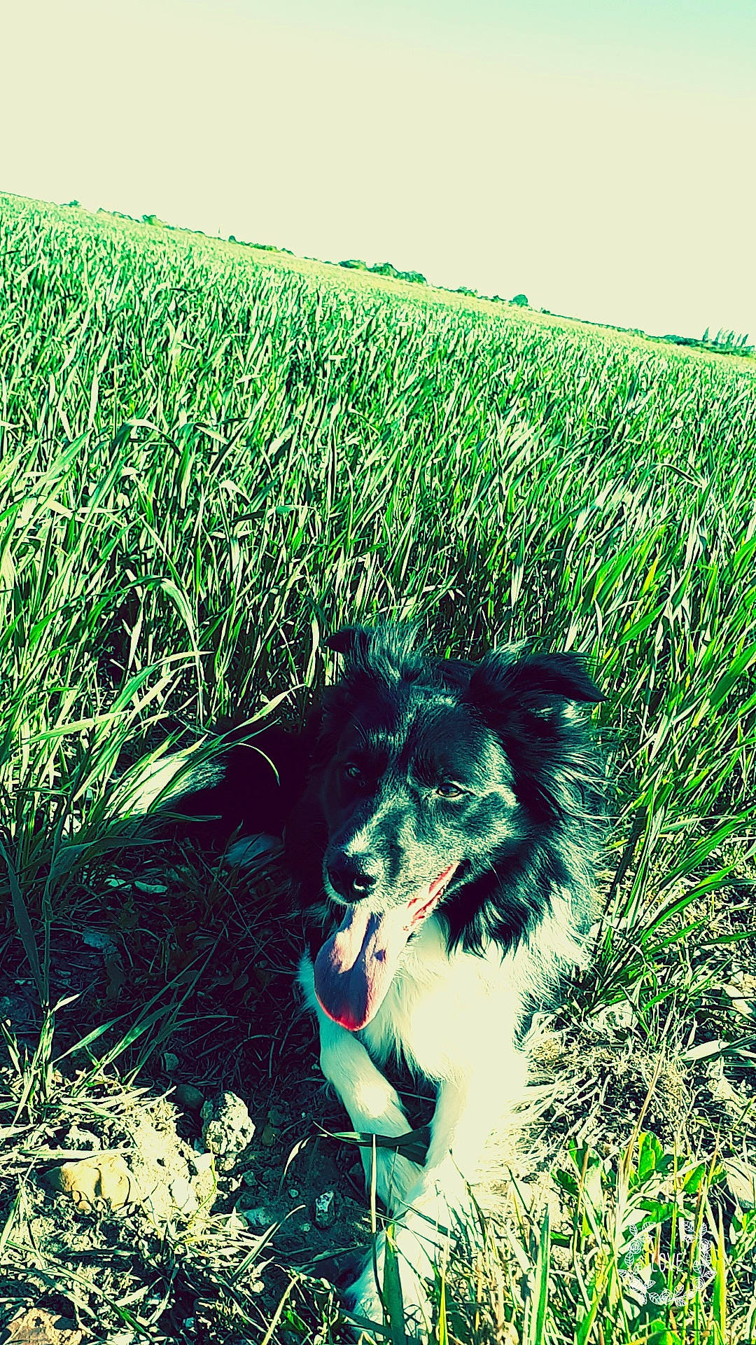 Windy participe au concours pour gagner de l'argent avec cette photo : border_collie, canidae, carnivore, dog, dog_breed, field, fodder, grass, grass_family, grassland, green, meadow, pasture, plant, wildflower