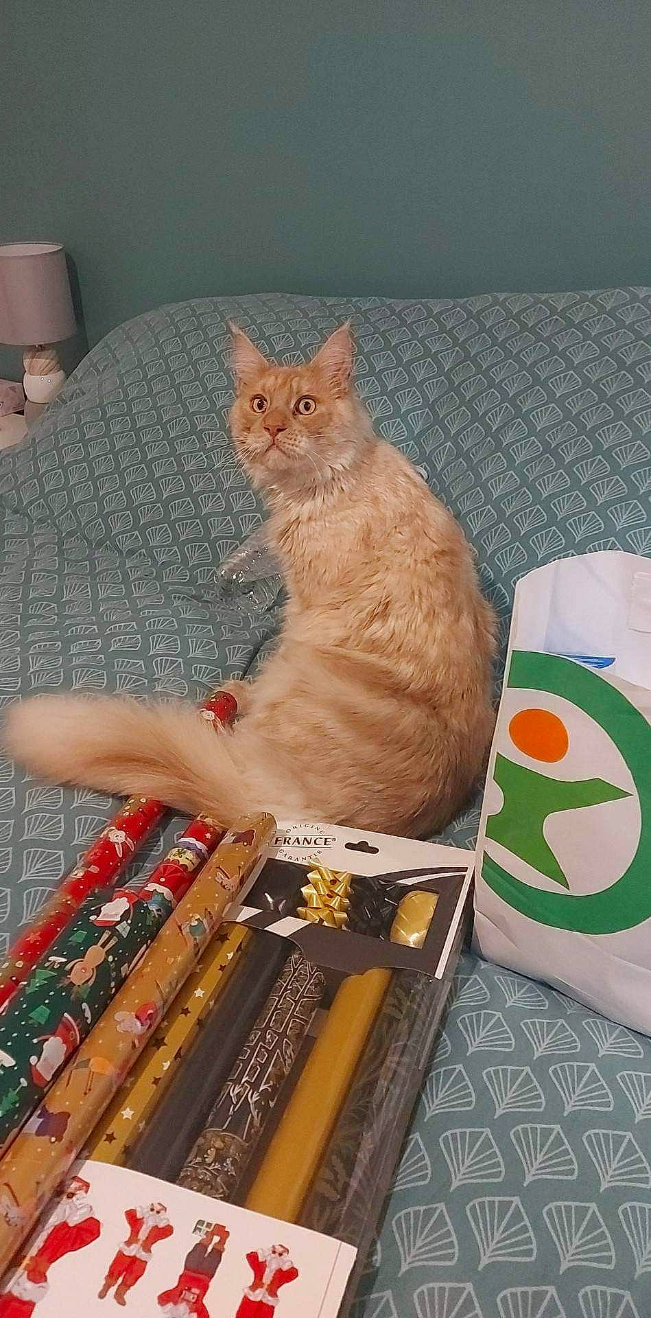 Sydney a rejoint le concours — aidez-le/la à gagner de superbes lots ! box, cardboard, carnivore, cat, claw, comfort, domestic_short_haired_cat, fawn, felidae, flooring, fur, paper_product, pattern, paw, room, small_to_medium_sized_cats, tail, whiskers, wood