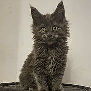 Luna joined the competition — help win amazing prizes! cat, kitten, gray_fur, fluffy, pet, indoor, curious, sitting, feline, animal, cute, whiskers, ears, eyes, portrait, furniture, cozy, soft, young, domestic