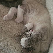 Hugo is registered to the contest to win money with this photo: abyssinian, animal, armchair, blanket, bodypart, cat, chair, couch, furniture, homedecor, kitten, manx, mouth, person, pet, siamese, sleeping