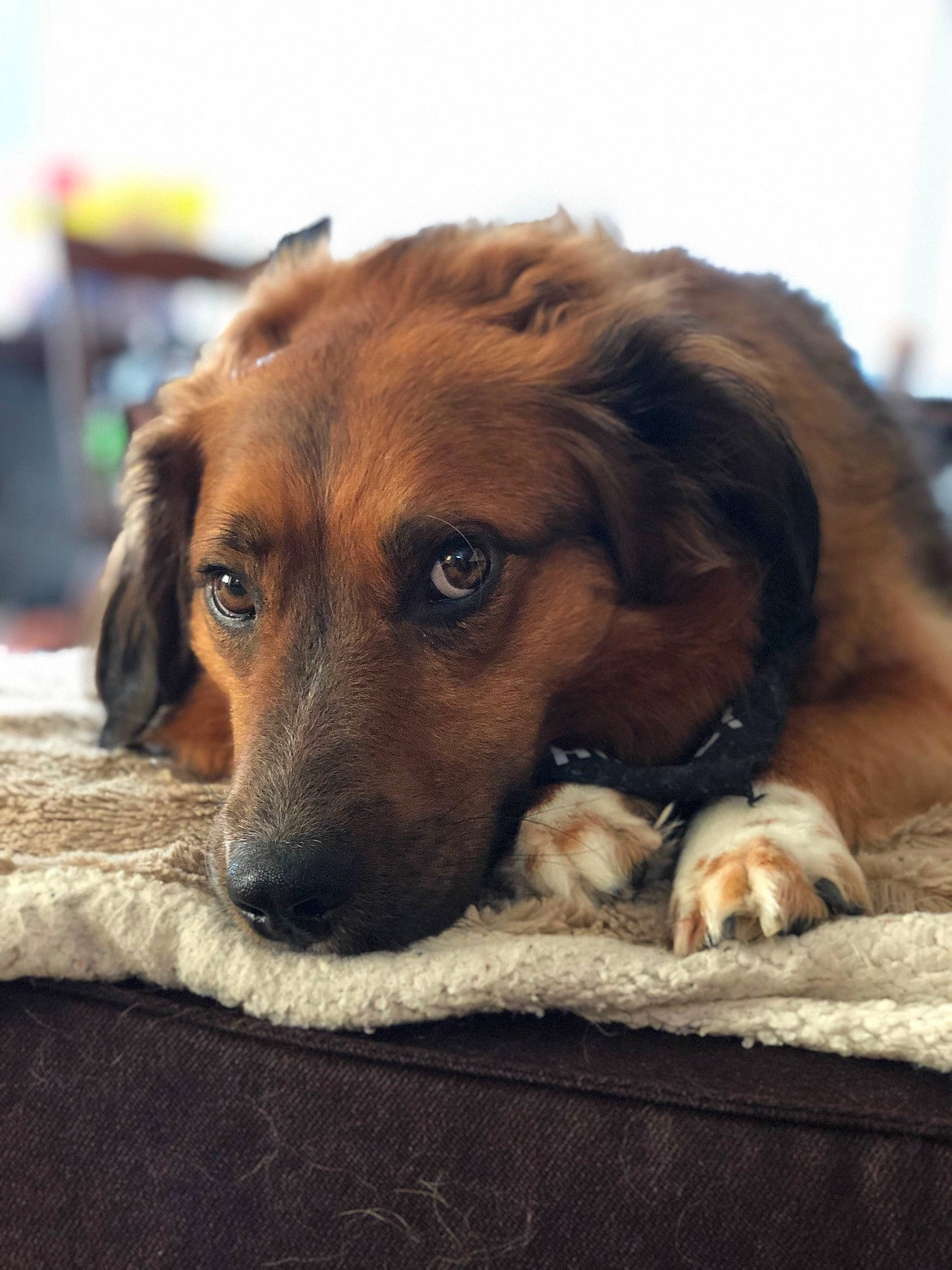 Theo joined the competition — help win amazing prizes! canidae, carnivore, companion_dog, dog, dog_breed, fawn, guard_dog, hovawart, leonberger, mammal, rare_breed_dog, snout, sporting_group, vertebrate, working_dog