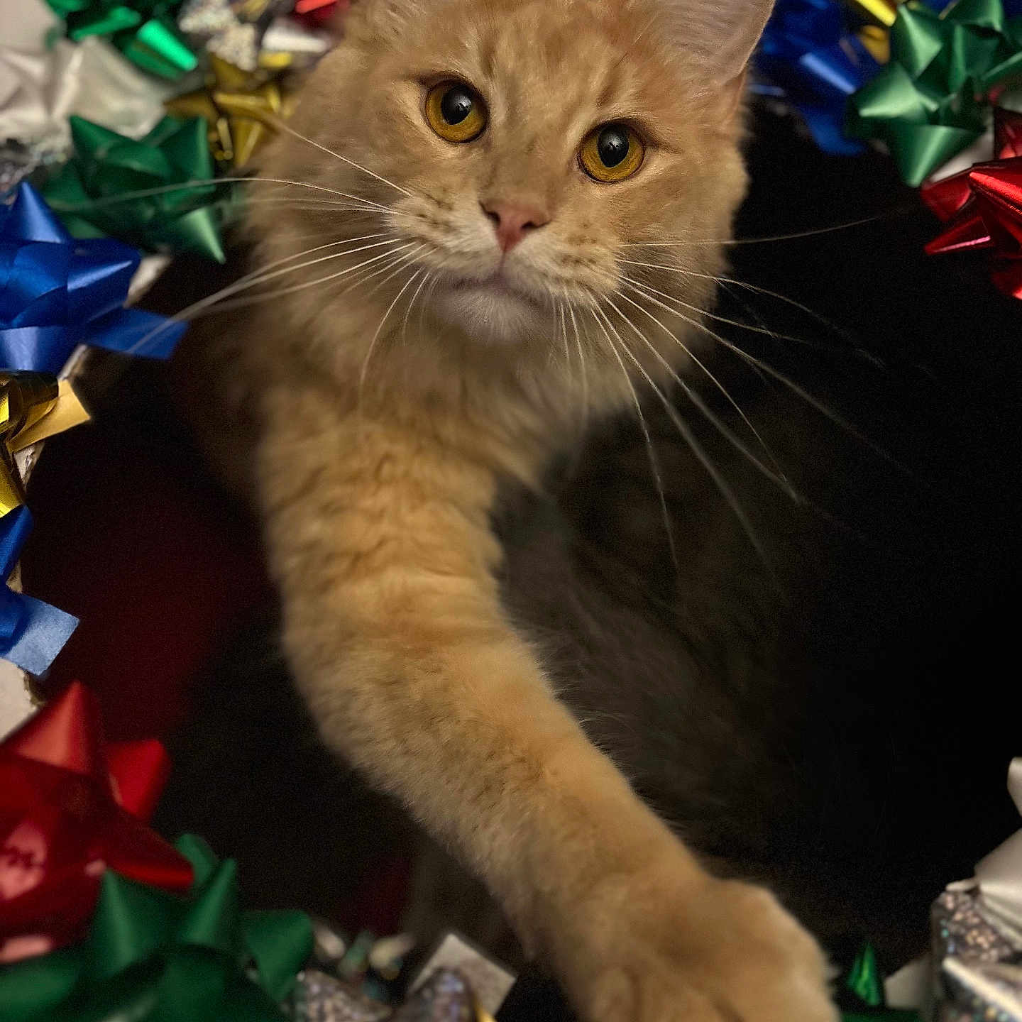 Pumpkin is registered to the contest to win money with this photo: animal, cat, closeup, colorful, curious, cute, decorations, feline, festive, focus, gift_bows, holiday, indoor, orange_cat, paw, pet, playful, shiny, whiskers, wreath