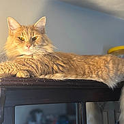 Pumpkin is registered to the contest to win money with this photo: cat, orange_cat, fluffy_fur, lounging, wooden_furniture, indoor, domestic_cat, pet, relaxed, long_tail, whiskers, ears, yellow_eyes, pink_nose, feline, household, calm, resting, close_up, portrait