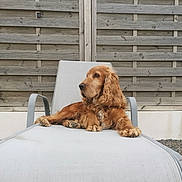Nougat a rejoint le concours — aidez-le/la à gagner de superbes lots ! animal, calm, canine, companion, daylight, dog, fur, garden, golden_brown, long_ears, lounge_chair, nature, outdoor, paw, pet, relaxed, resting, side_view, summer, wooden_fence