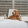 animal, calm, canine, companion, daylight, dog, fur, garden, golden_brown, long_ears, lounge_chair, nature, outdoor, paw, pet, relaxed, resting, side_view, summer, wooden_fence