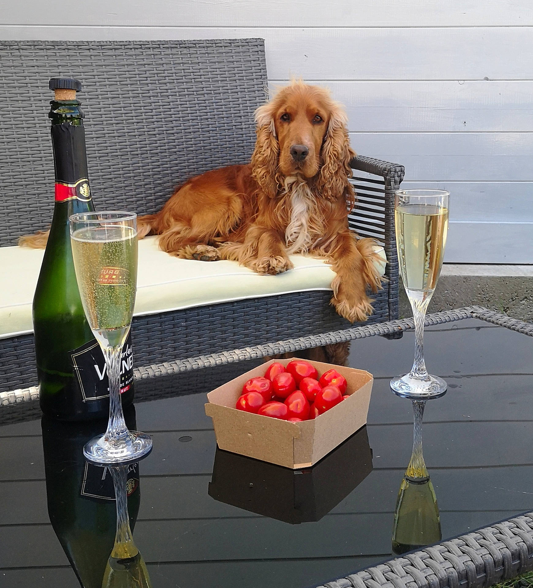 alcohol, animal, beer, beverage, bottle, box, canine, couch, dog, furniture, glass, goblet, liquor, machine, pet, table, wheel, wine, wineglass, wood