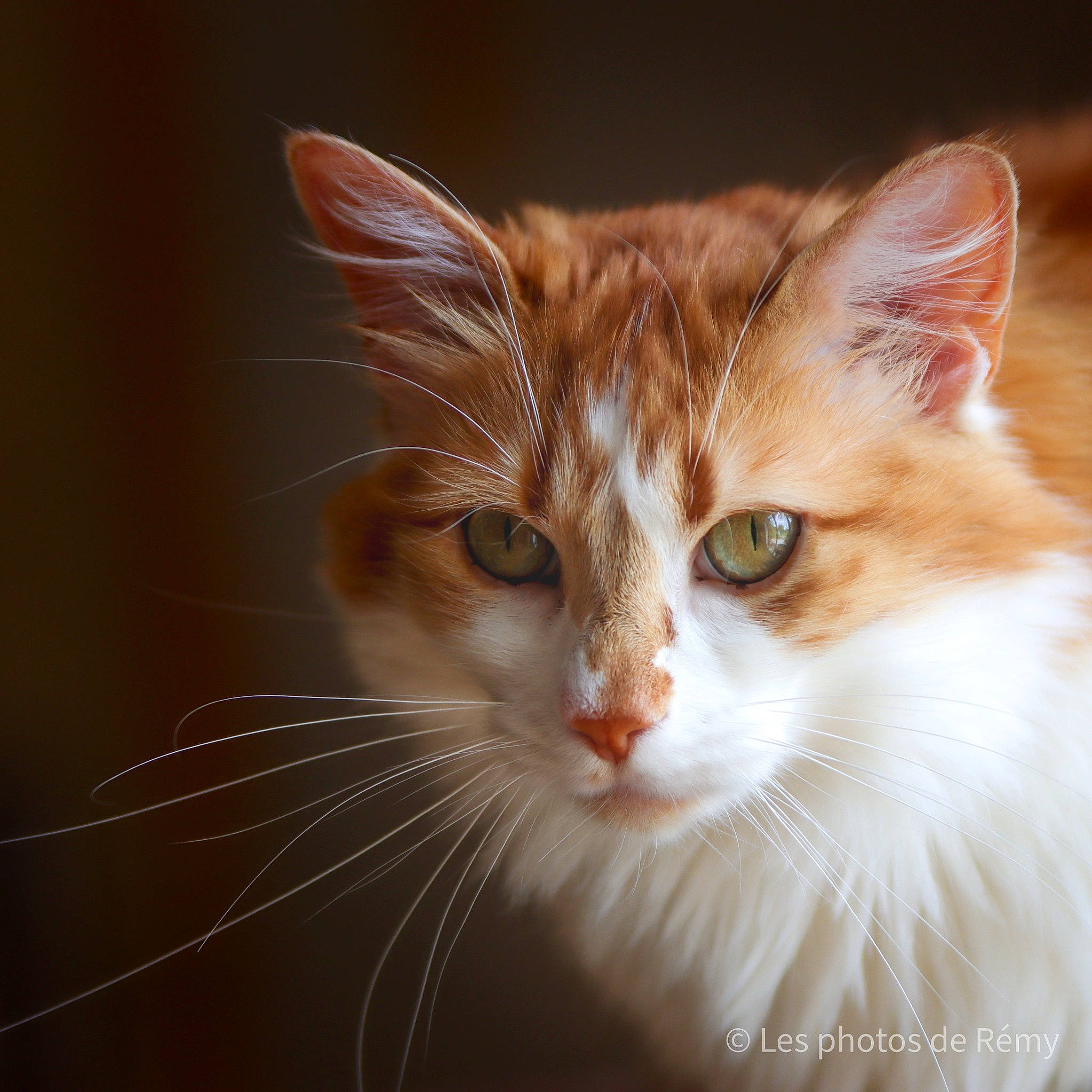 Saturne participe au concours pour gagner de l'argent avec cette photo : carnivore, cat, domestic_short_haired_cat, ear, eye, fawn, felidae, fur, head, human_body, iris, small_to_medium_sized_cats, snout, tail, tree, whiskers, wildlife, window