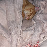 Carlos a rejoint le concours — aidez-le/la à gagner de superbes lots ! cat, orange_tabby, blanket, sleeping, bed, floral_pattern, cozy, soft_texture, indoor, peaceful, resting, cute, pet, feline, comfort, warm, fur, animal, nap, domestic