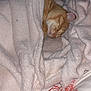 cat, orange_tabby, blanket, sleeping, bed, floral_pattern, cozy, soft_texture, indoor, peaceful, resting, cute, pet, feline, comfort, warm, fur, animal, nap, domestic