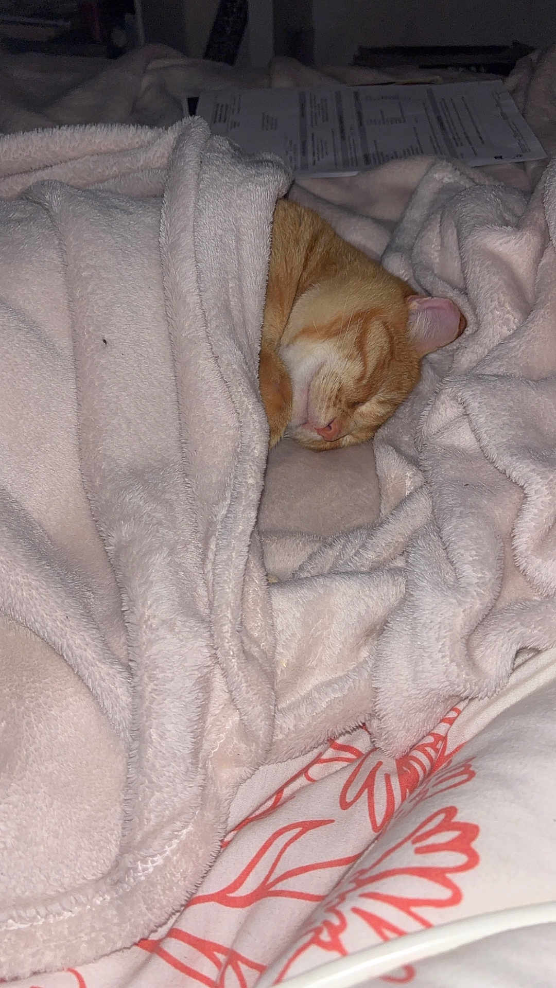Carlos a rejoint le concours — aidez-le/la à gagner de superbes lots ! cat, orange_tabby, blanket, sleeping, bed, floral_pattern, cozy, soft_texture, indoor, peaceful, resting, cute, pet, feline, comfort, warm, fur, animal, nap, domestic