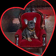 Shadow is registered to the contest to win money with this photo: animal, black_background, canine, cute, decor, dog, french_bulldog, furniture, gold_chain, heart_frame, indoor, love, pet, portrait, puppy, red_chair, sitting, small_dog, velvet, wooden_floor