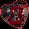 animal, black_background, canine, cute, decor, dog, french_bulldog, furniture, gold_chain, heart_frame, indoor, love, pet, portrait, puppy, red_chair, sitting, small_dog, velvet, wooden_floor
